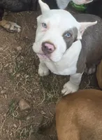 Pretty Eyes, a male American Bully for sale in Calhoun Falls, SC – 3 of 4