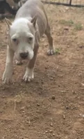 Mann, a male American Bully for sale in Calhoun Falls, SC – 3 of 3