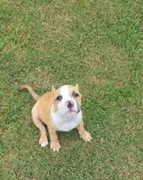 Mask, a male American Bully for sale in Calhoun Falls, SC – 3 of 3