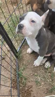 Baby, a female American Bully for sale in Calhoun Falls, SC – 3 of 4