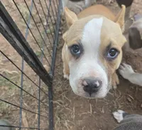 Mask, a male American Bully for sale in Calhoun Falls, SC – 3 of 3