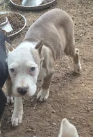 Mann, a male American Bully for sale in Calhoun Falls, SC – 2 of 3