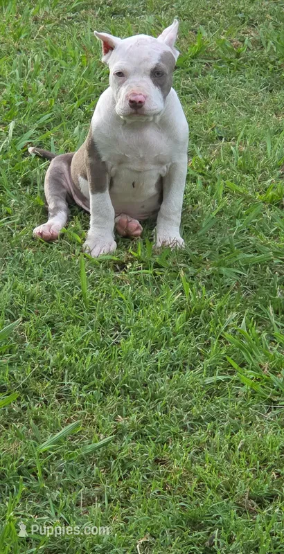 Pretty Eyes – American Bully puppy for sale in Calhoun Falls, SC