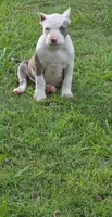 Pretty Eyes, a male American Bully for sale in Calhoun Falls, SC – 1 of 4