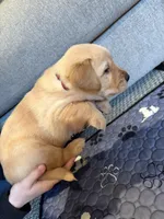 Maroon, a female Goldador for sale in Chenango Forks, NY – Photo 3 of 3