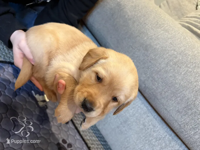 Maroon – Goldador puppy for sale in Chenango Forks, NY