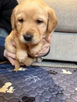 Maroon, a female Goldador for sale in Chenango Forks, NY – Photo 2 of 3