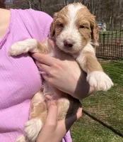 Honor, a male Australian Shepherd and Poodle - Standard  for sale in Elizabethtown, KY – Photo 2 of 2