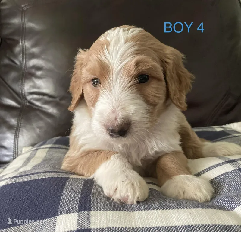 Honor – Australian Shepherd, Poodle - Standard  puppy for sale in Elizabethtown, KY