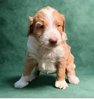 Honor, a male Australian Shepherd and Poodle - Standard  for sale in Elizabethtown, KY – Photo 1 of 2