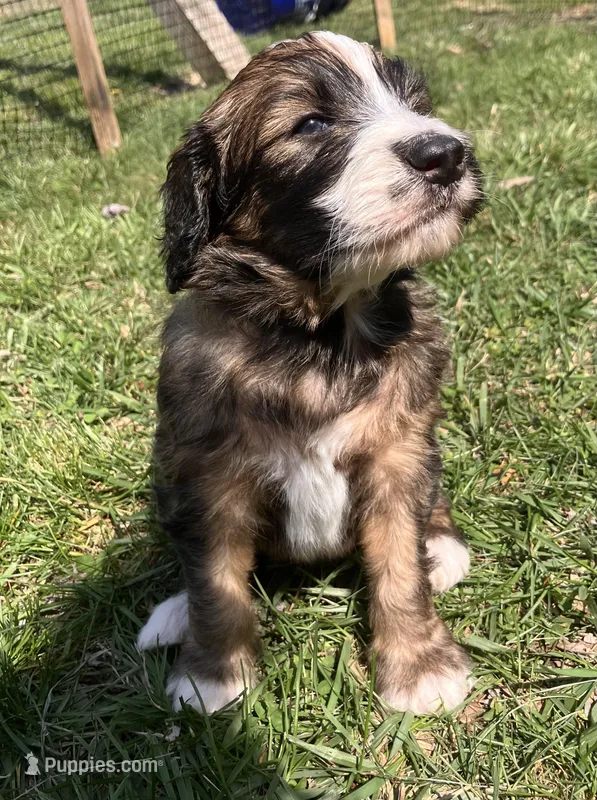 Rebel – Australian Shepherd, Poodle - Standard  puppy for sale in Elizabethtown, KY