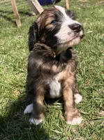 Rebel, a male Australian Shepherd and Poodle - Standard  for sale in Elizabethtown, KY – Photo 1 of 2