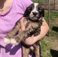 Rebel, a male Australian Shepherd and Poodle - Standard  for sale in Elizabethtown, KY – Photo 2 of 2