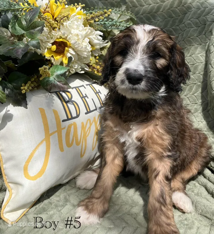 Rebel – Australian Shepherd, Poodle - Standard  puppy for sale in Elizabethtown, KY