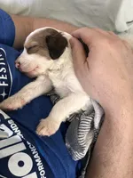 Patriot, a male Australian Shepherd and Poodle - Standard  for sale in Elizabethtown, KY – Photo 3 of 4