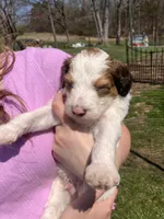 Patriot, a male Australian Shepherd and Poodle - Standard  for sale in Elizabethtown, KY – Photo 4 of 4