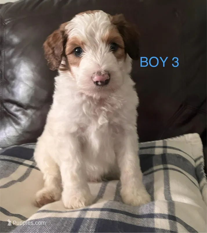 Patriot – Australian Shepherd, Poodle - Standard  puppy for sale in Elizabethtown, KY