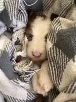 Patriot, a male Australian Shepherd and Poodle - Standard  for sale in Elizabethtown, KY – Photo 2 of 4