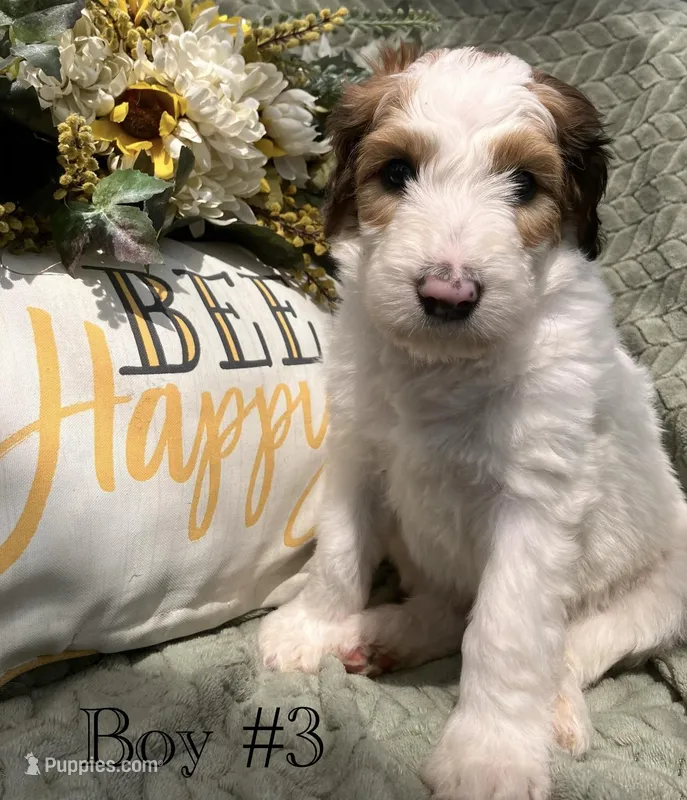 Patriot – Australian Shepherd, Poodle - Standard  puppy for sale in Elizabethtown, KY