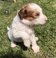 Patriot, a male Australian Shepherd and Poodle - Standard  for sale in Elizabethtown, KY – Photo 1 of 4