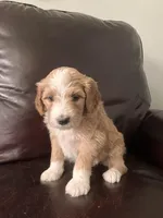 Star, a female Australian Shepherd and Poodle - Standard  for sale in Elizabethtown, KY – Photo 4 of 5
