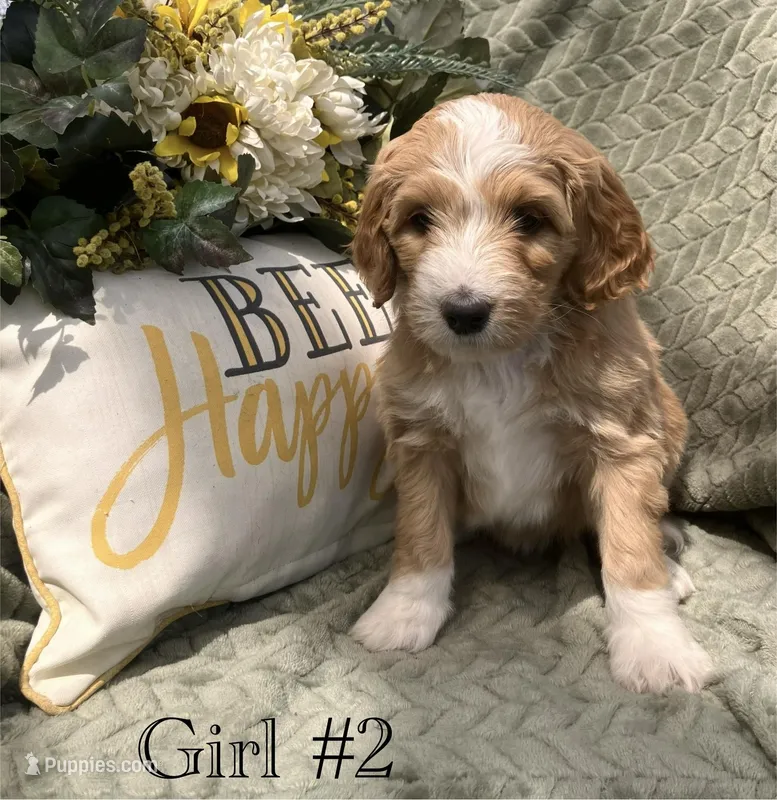 Star – Australian Shepherd, Poodle - Standard  puppy for sale in Elizabethtown, KY