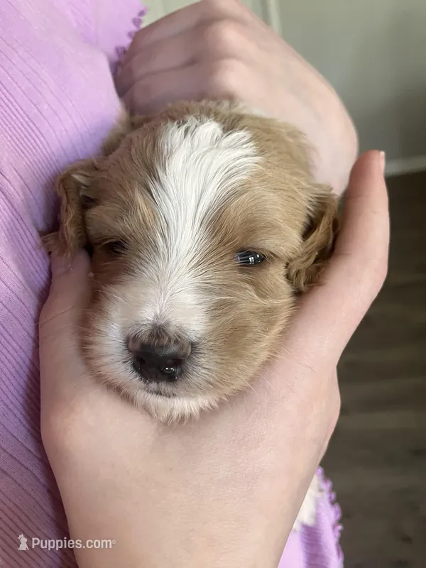 Star – Australian Shepherd, Poodle - Standard  puppy for sale in Elizabethtown, KY