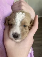 Star, a female Australian Shepherd and Poodle - Standard  for sale in Elizabethtown, KY – Photo 1 of 2