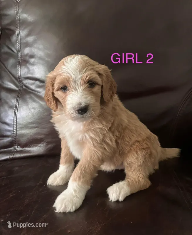 Star – Australian Shepherd, Poodle - Standard  puppy for sale in Elizabethtown, KY