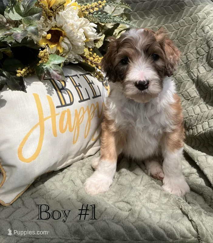 Stripe – Australian Shepherd, Poodle - Standard  puppy for sale in Elizabethtown, KY