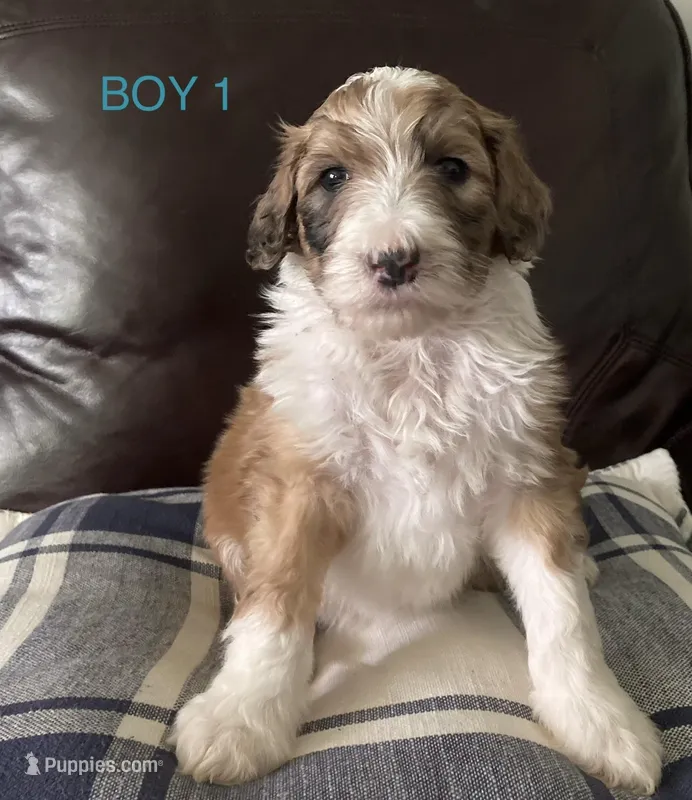 Stripe – Australian Shepherd, Poodle - Standard  puppy for sale in Elizabethtown, KY