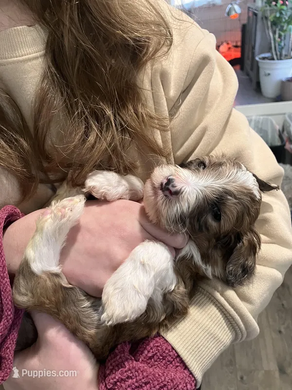 Stripe – Australian Shepherd, Poodle - Standard  puppy for sale in Elizabethtown, KY