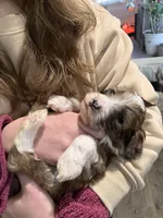 Stripe, a male Australian Shepherd and Poodle - Standard  for sale in Elizabethtown, KY – Photo 1 of 2