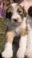 Stripe, a male Australian Shepherd and Poodle - Standard  for sale in Elizabethtown, KY – Photo 2 of 2