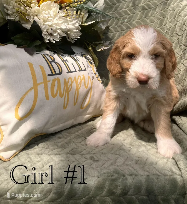 Lady Liberty – Australian Shepherd, Poodle - Standard  puppy for sale in Elizabethtown, KY