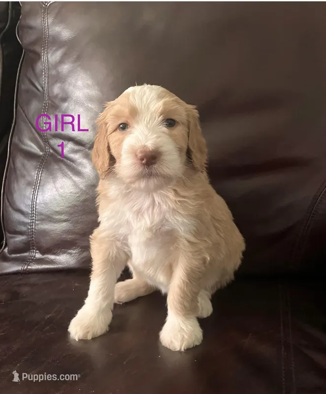 Lady Liberty – Australian Shepherd, Poodle - Standard  puppy for sale in Elizabethtown, KY
