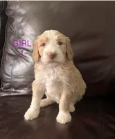 Lady Liberty, a female Australian Shepherd and Poodle - Standard  for sale in Elizabethtown, KY – Photo 2 of 3