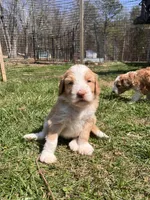 Lady Liberty, a female Australian Shepherd and Poodle - Standard  for sale in Elizabethtown, KY – Photo 3 of 3