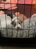 Freedom, a male Australian Shepherd and Poodle - Standard  for sale in Elizabethtown, KY – Photo 2 of 2