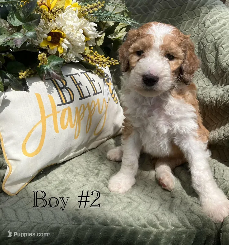 Freedom – Australian Shepherd, Poodle - Standard  puppy for sale in Elizabethtown, KY