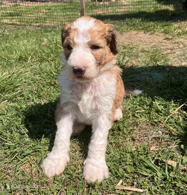 Freedom – Australian Shepherd, Poodle - Standard  puppy for sale in Elizabethtown, KY