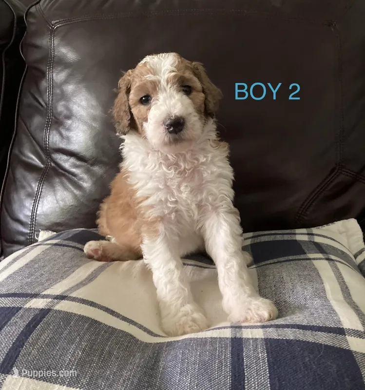 Freedom – Australian Shepherd, Poodle - Standard  puppy for sale in Elizabethtown, KY