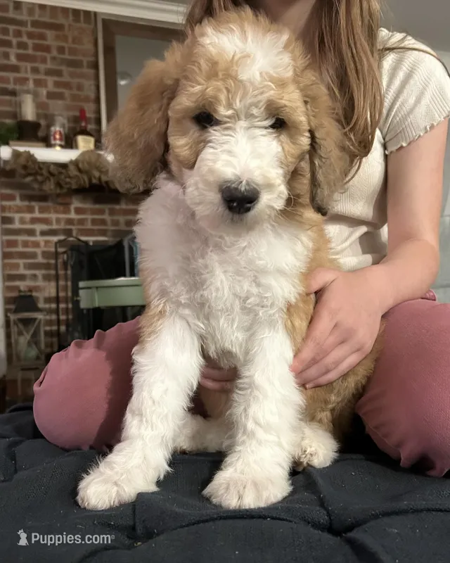 Freedom – Australian Shepherd, Poodle - Standard  puppy for sale in Elizabethtown, KY