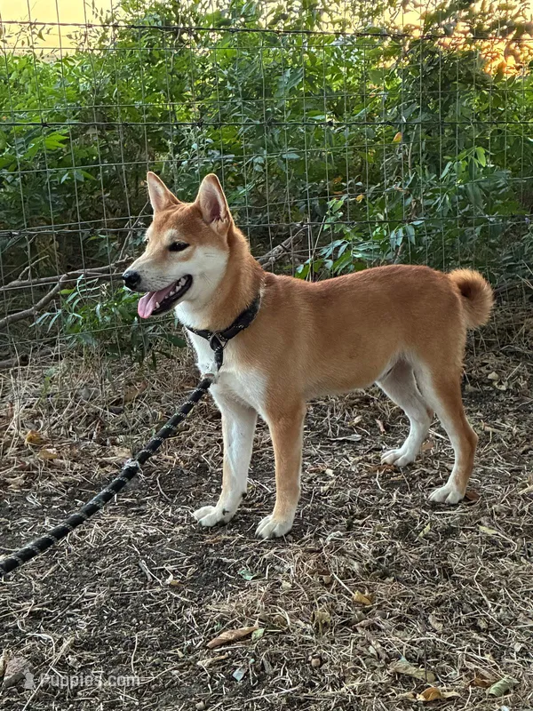 Dexter – Shiba Inu puppy for sale in Decatur, GA