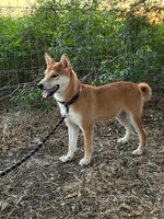 Dexter, a male Shiba Inu for sale in Decatur, GA – 1 of 1