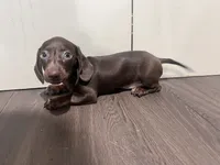 Chocolate Girl, a female Miniature Dachshund for sale in Moreno Valley, CA – 5 of 5