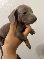 Grey boy, a male Miniature Dachshund for sale in Moreno Valley, CA – 2 of 2