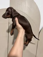 Chocolate Girl, a female Miniature Dachshund for sale in Moreno Valley, CA – 4 of 5