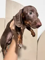 Chocolate Girl, a female Miniature Dachshund for sale in Moreno Valley, CA – 3 of 5