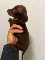 Chocolate/tan, a male Miniature Dachshund for sale in Moreno Valley, CA – 2 of 5
